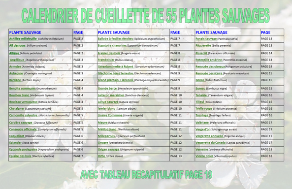 CALENDRIER DE CUEILLETTE DE 55 PLANTES SAUVAGES