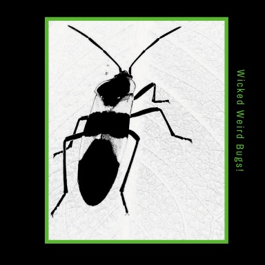 Wicked Weird Bugs
