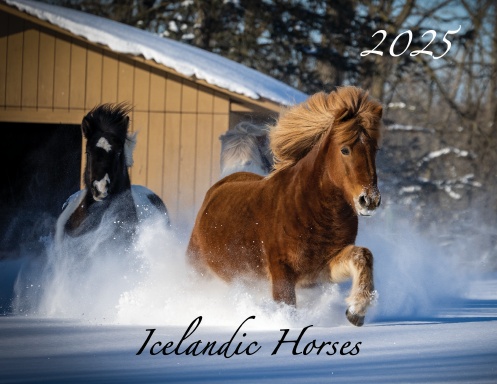 Icelandic Horses 2025