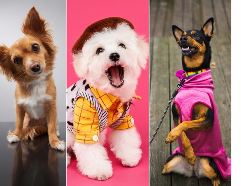 Pawsome Pups Calendar - 2025