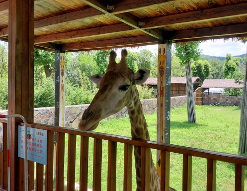 Animals Calendar, 2025