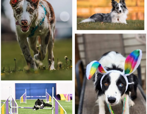 Borderline Kennels 2025