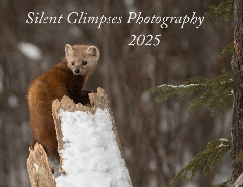 2025 Silent Glimpses Photography