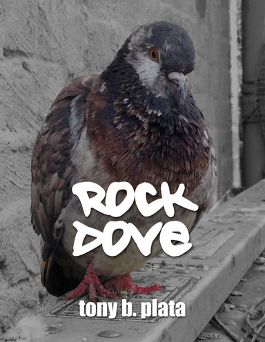 Rock Dove