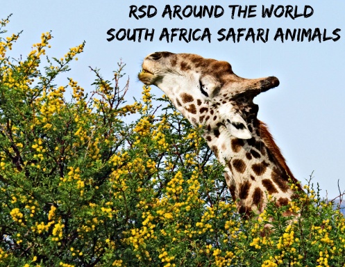 RSD Around The World | South Africa Safari Animals