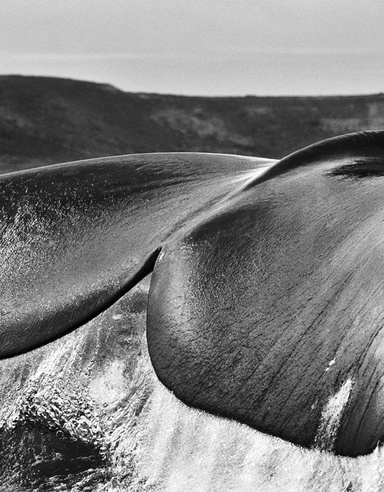 The Book of Jonah