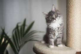 Cute Cat