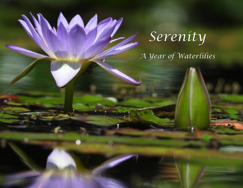 Serenity: A Year of Waterlilies