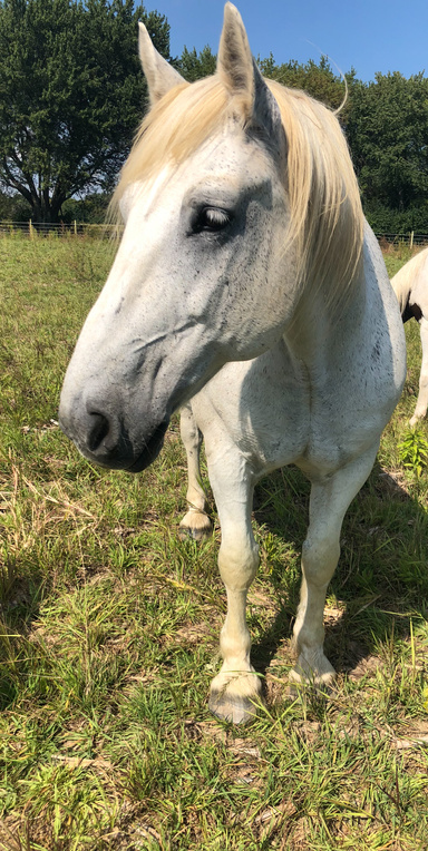ZW Ranch - Books and Publications Spotlight | Lulu