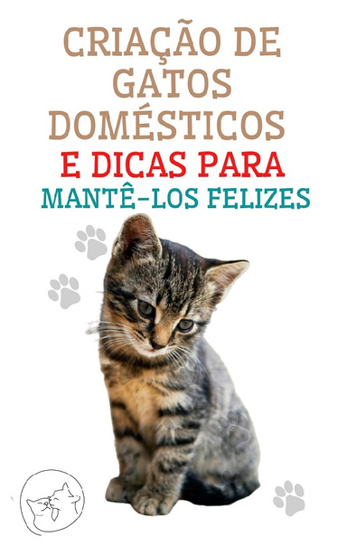 Criação de Gatos Domésticos e Dicas Para Mantê-los Felizes