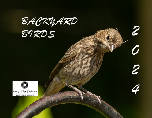 Backyard Birds 2024 Calendar   654wdjv Front Shortedge 384 