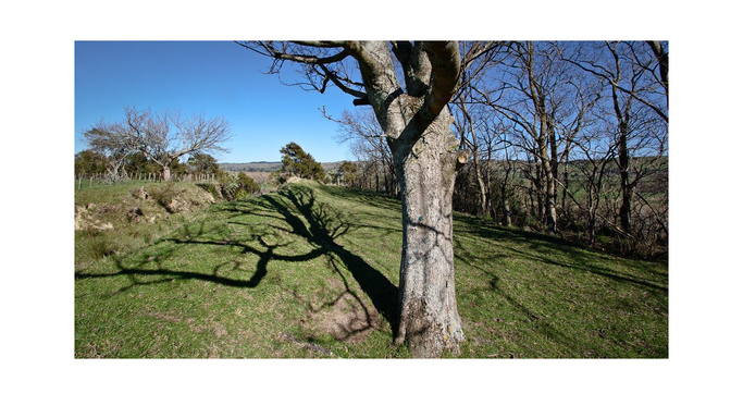 "Shadows in the Sycamores"