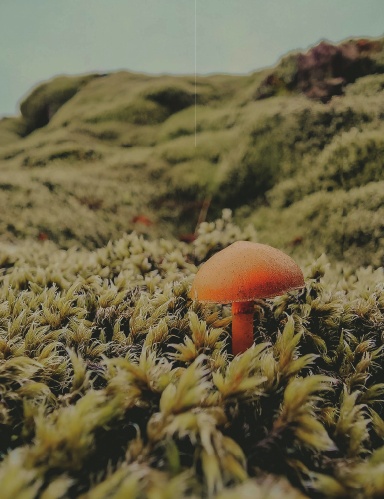 Mental Health Guided Journal