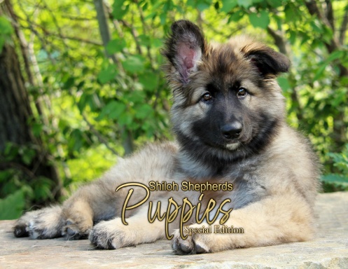 Shiloh Puppies Special Edition v1