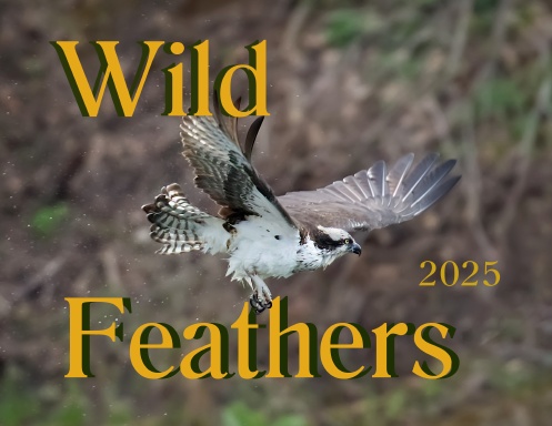 Wild Feathers 2025