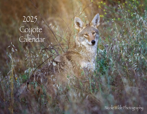 2025 Coyote Calendar