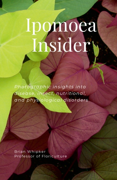 Ipomoea Insider