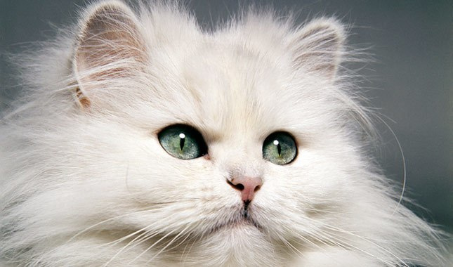 Helping Your Cat Stay Healthy