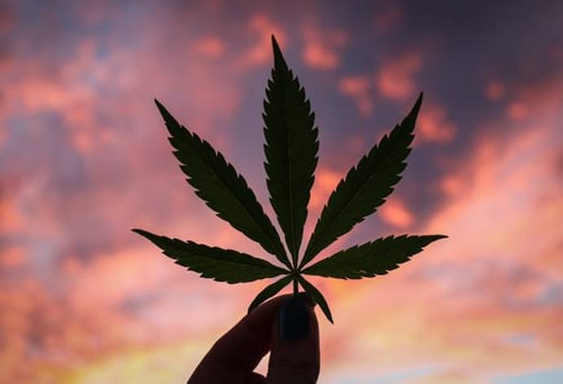 BLAZE UP!!! The Marijuana Cookbook