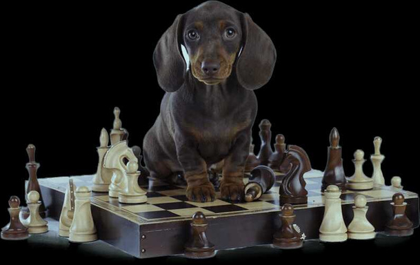 How To Take Care Of Your's Dog Health