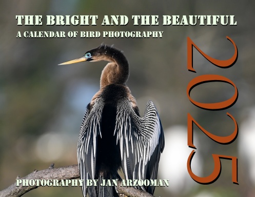 Bright Beautiful Birds 2025