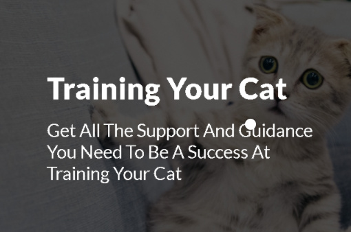 Training Your Cat