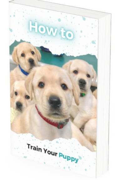 Train your puppy