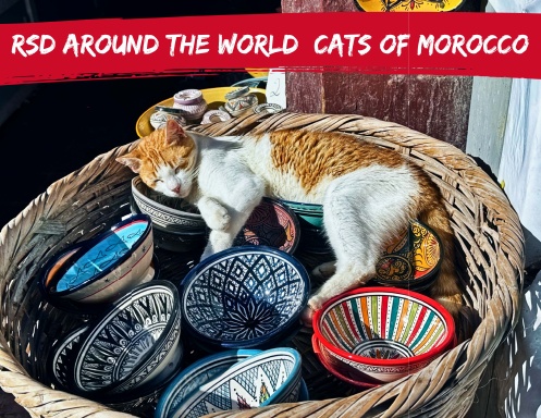 RSD Around The World | Cats of Morocco