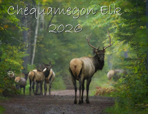 Chequamegon Elk 2026