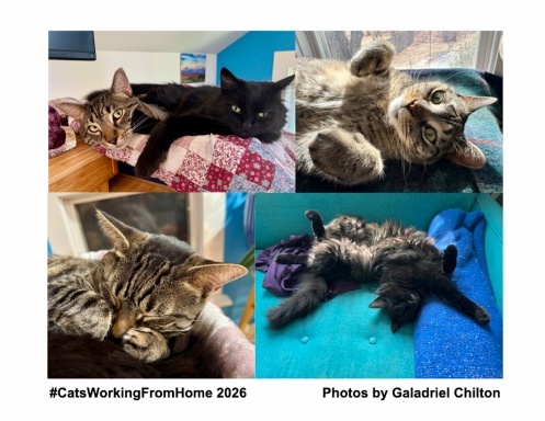 #CatsWorkingFromHome 2026 Calendar