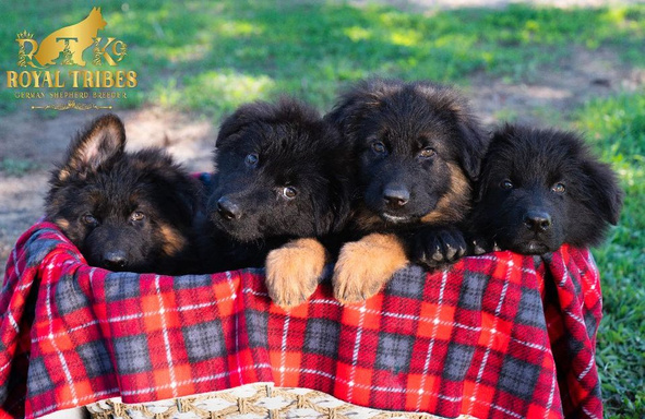 Long Hair German Shepherd Puppies for Sale