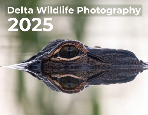 Delta Wildlife Photography