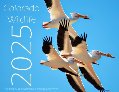 2025 Colorado Wildlife Calendar