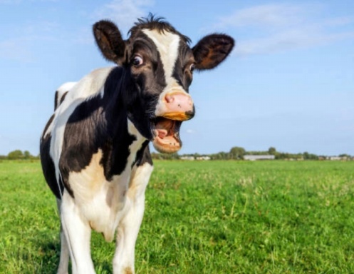 Silly Animal Calendar 2025
