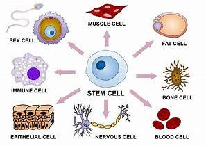 Medical With Stem Cells