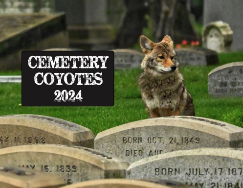 Cemetery Coyotes 2024   7kymz7r Front Shortedge 384 