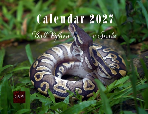 Ball Python