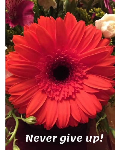 Sketchbook (SB) - NEVER GIVE UP!