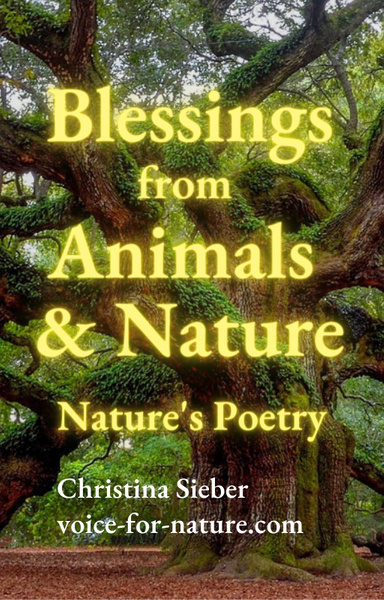 Blessings from Animals & Nature