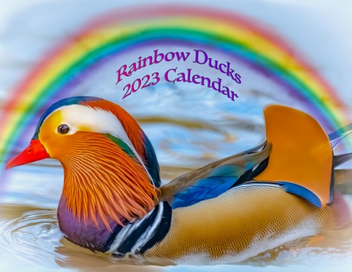 Rainbow Ducks