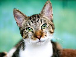 CURB THE CAT