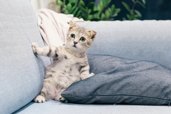 Give Training to your Cat