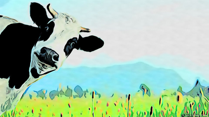 The Cow Kao