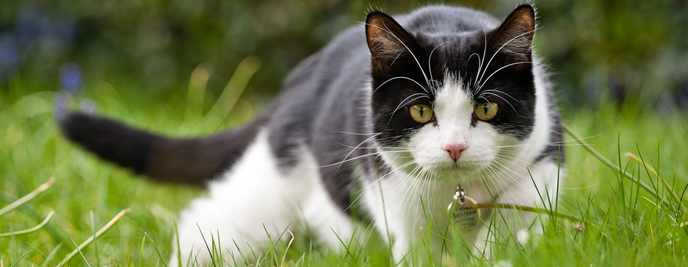 Curb the cat