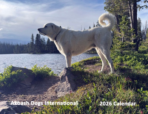 ADI's 2026 Calendar