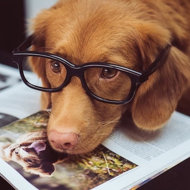 DOG TRAINER BIBLE
