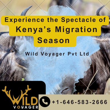Kenya Migration Season Experience | Wildvoyager 10% Offer