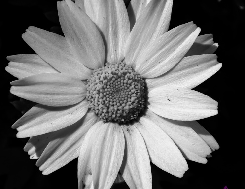 Flowers of Japan
