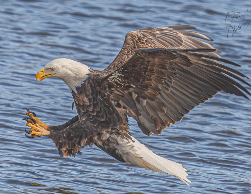 Bald Eagles 2026