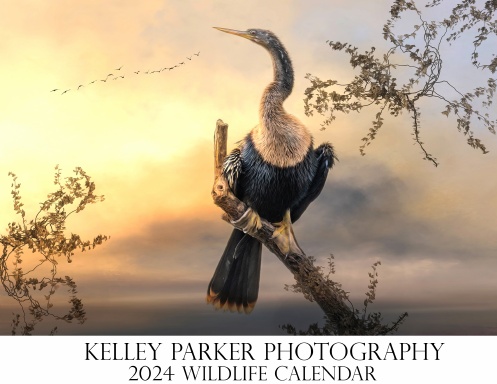 Kelley Parker Photography 2024 Wildlife Calendar